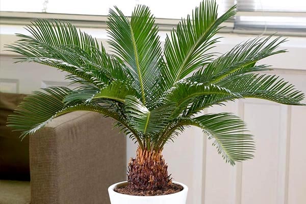 طرز نگهداری سیکاس در گلدان